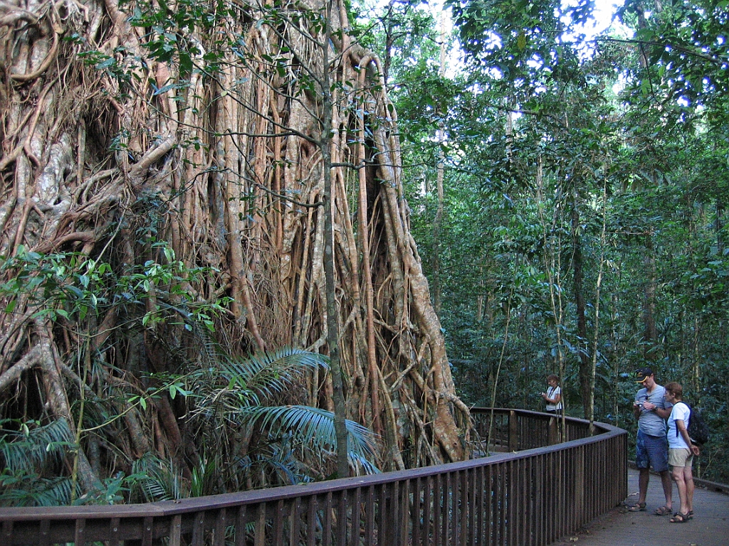 134 Cathedral Fig Tree.jpg